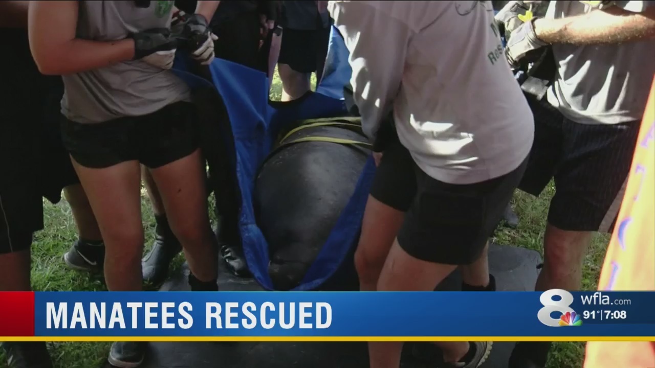 Manatee Rescue