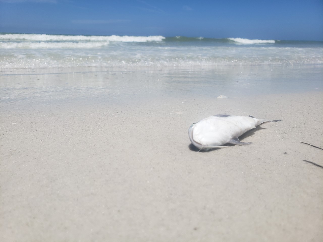 Red Tide impacting Indian Shores